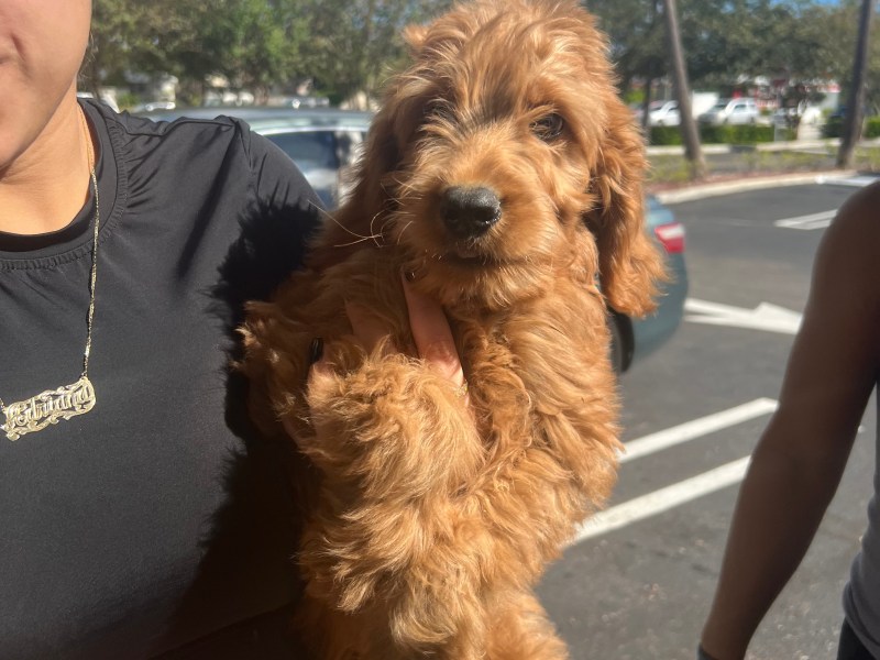 9 Week old Goldendoodle Second Generation