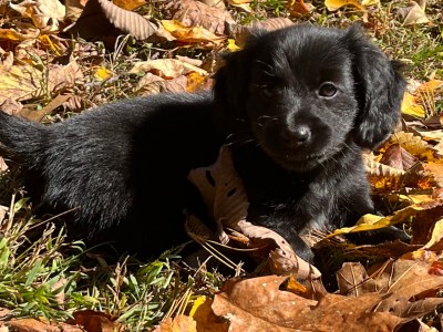 Mini daschaund long haired