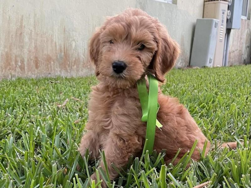 9 Week old Goldendoodle Second Generation