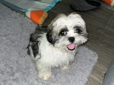 Shih tzu