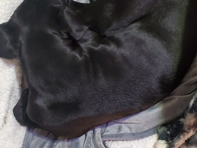 Female black lab