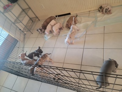 XL pitbull puppies