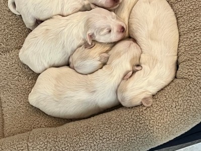 Havanese Puppies For Sale