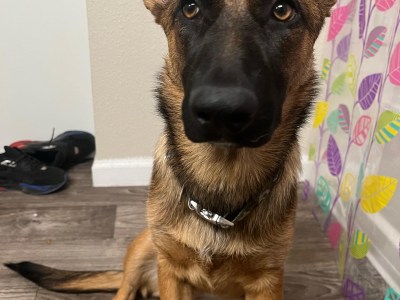 Mila (Belgian Shepherd)