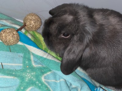 Blue Holland Lop