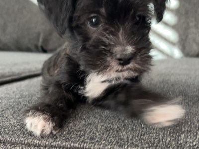 Miniature poodle terrier mix