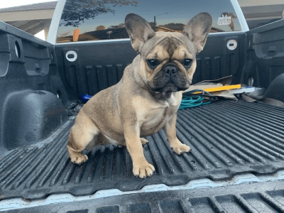 Adult French bulldog female