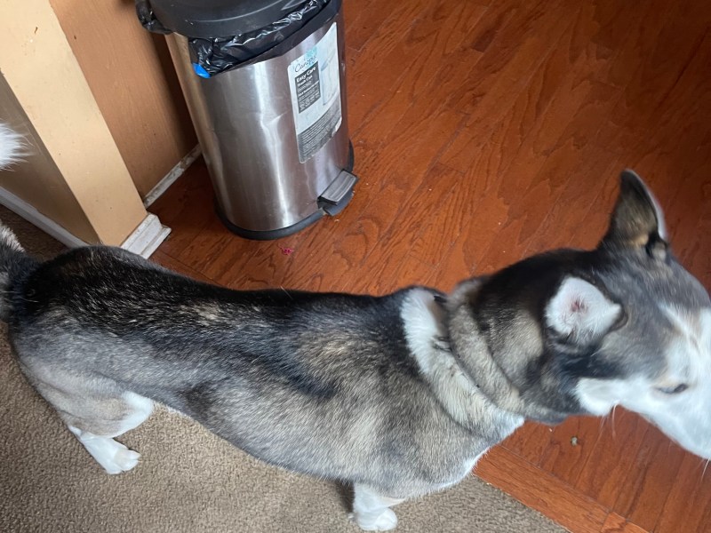 Mando For Sale (Siberian Husky)