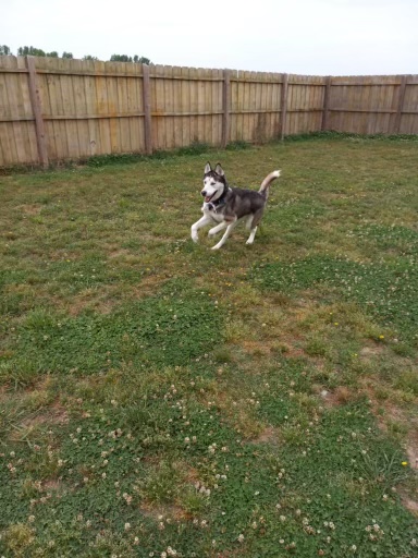 Mando For Sale (Siberian Husky)