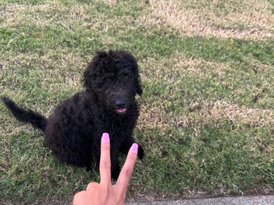 Black Goldendoodle