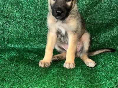 German Shepherd for sale