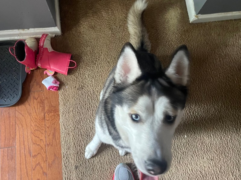 Mando For Sale (Siberian Husky)