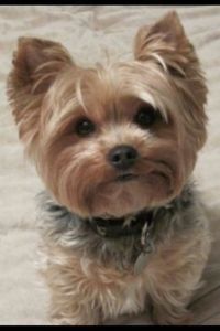 Yorkie for SALE