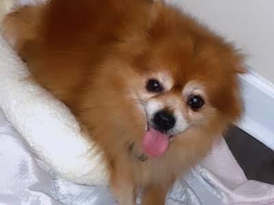 Pomeranian
