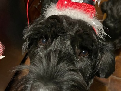 Giant Schnauzer for sale