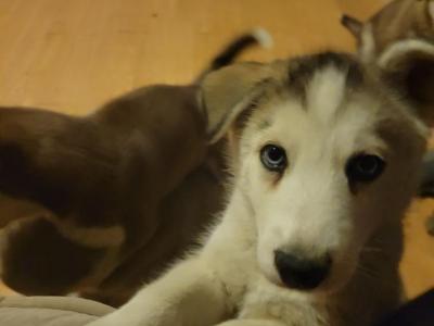 Husky puppies (13 weeks )