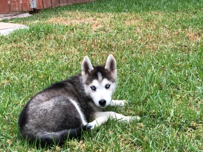 SIBERIAN FEMALE HUSKY