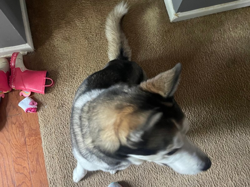 Mando For Sale (Siberian Husky)