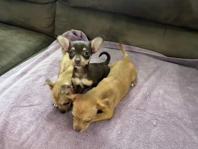 Chihuahua Puppies
