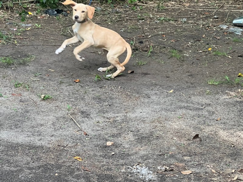 Lab/Dane/Female/Puppy