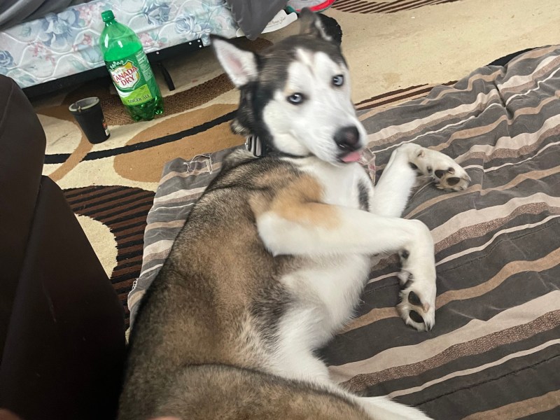 Mando For Sale (Siberian Husky)