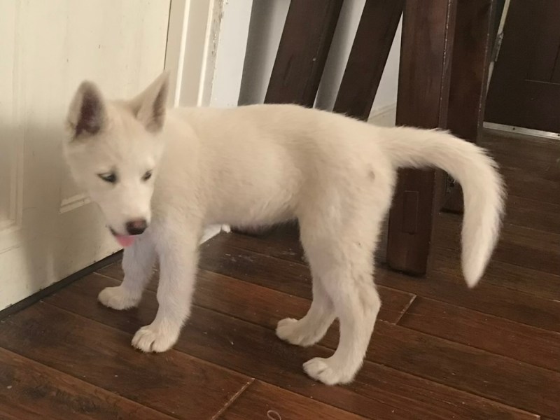 White Husky