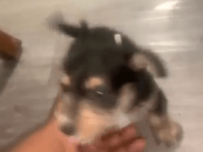 Hello my name is bud!