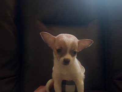 Chihuahua puppy male for sale