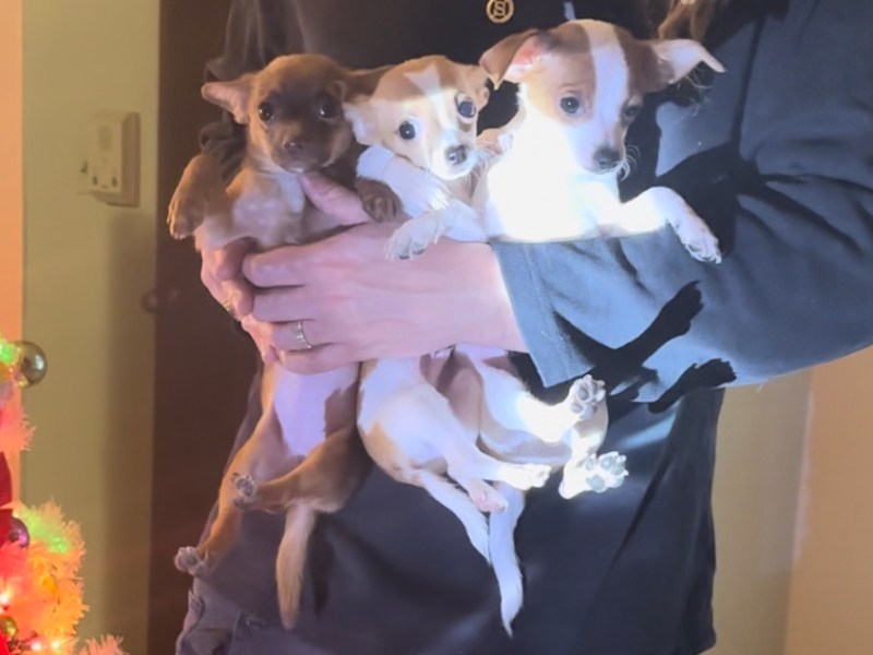 Chihuahua Puppy’s