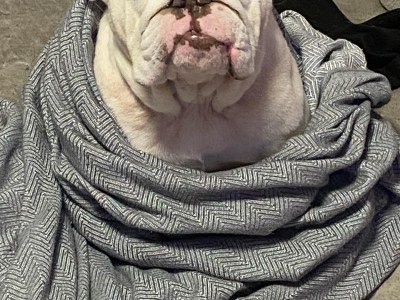 Exotic English Bully (Tri)