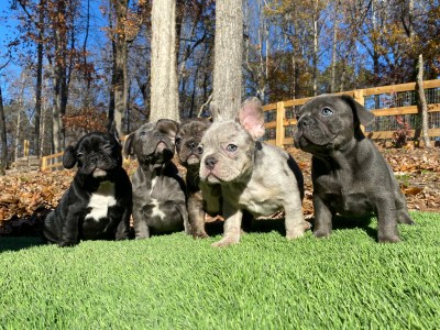 French Bulldog Puppies