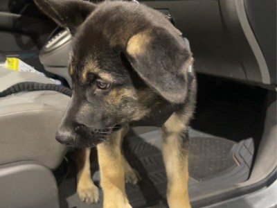 German Shepard Husky