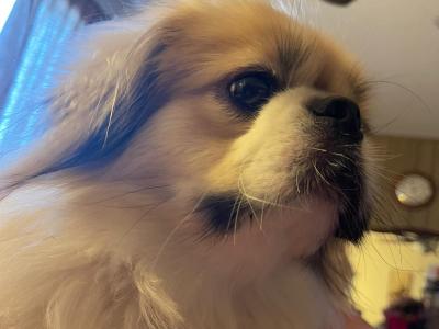 Pekingese cuddly & sweet