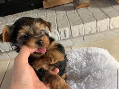 Looking for a sweet home my cute lovely puppy, female 🐶 she’s very active and she’s very healthy