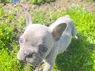 Lilac Frenchie