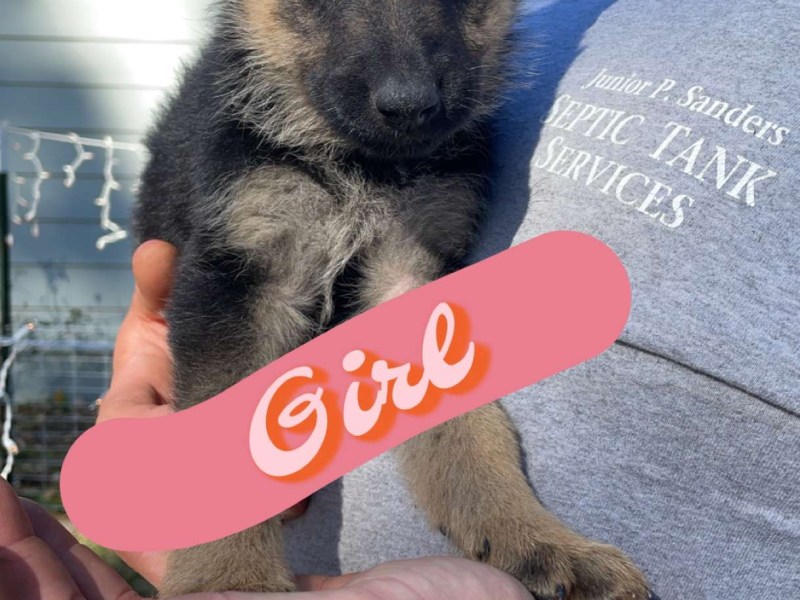 German Shepard Puppies