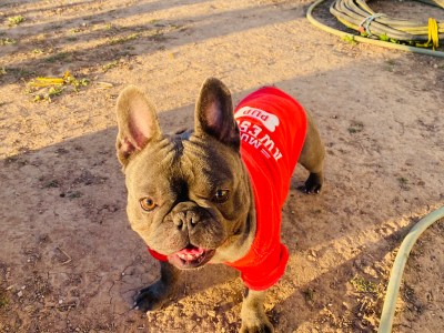 Prince the frenchie needs new home