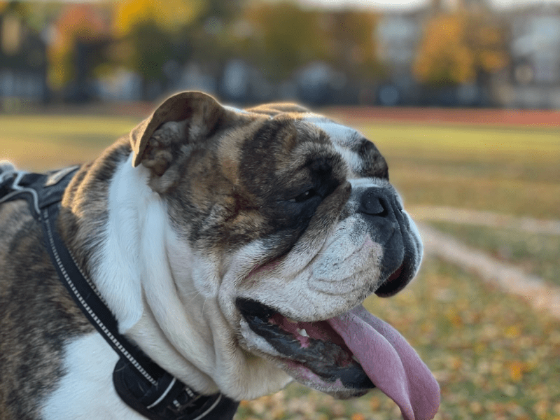 ENGLISH BULLDOG