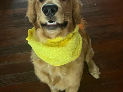 Needs a new loving home !