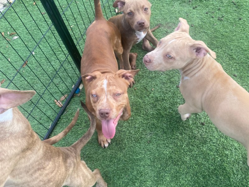 Male & FemaleLilac,brindle &MERLE bullies 💯