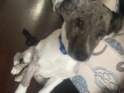 Australian Shepherd/ Lab