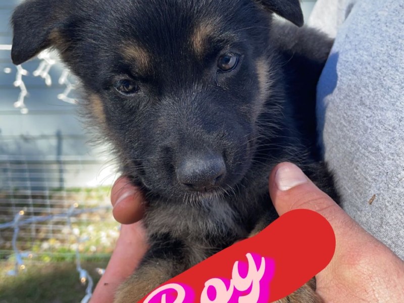 German Shepard Puppies