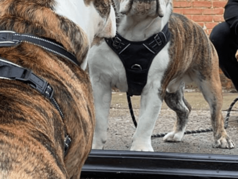 ENGLISH BULLDOG