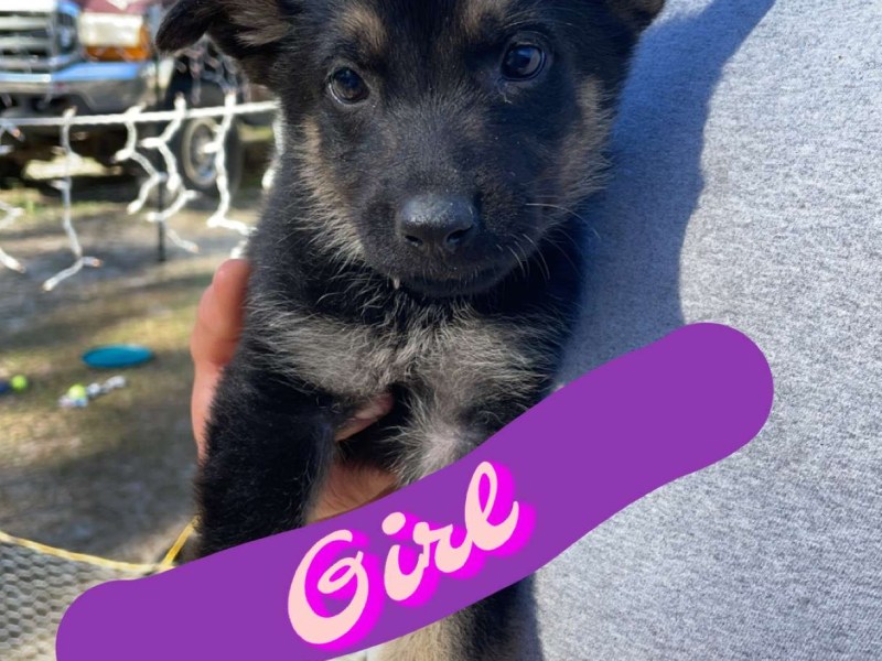 German Shepard Puppies