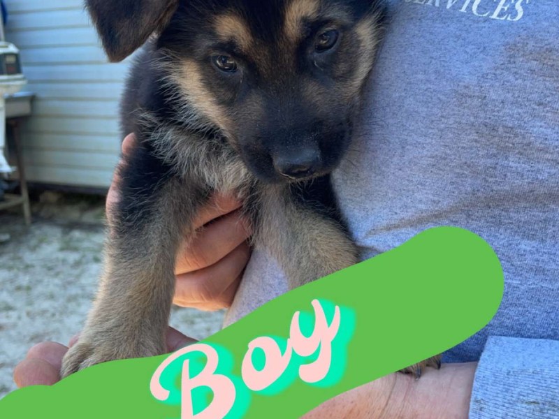 German Shepard Puppies