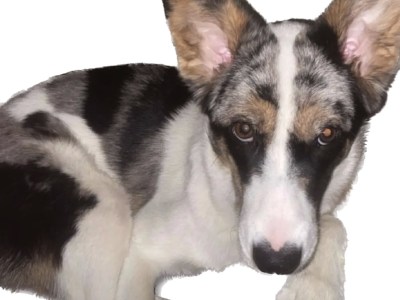 Australian Shepherd Husky Mix