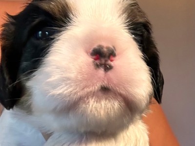 Cavalier King Charles