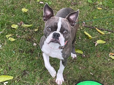 Purebred Boston Terrier