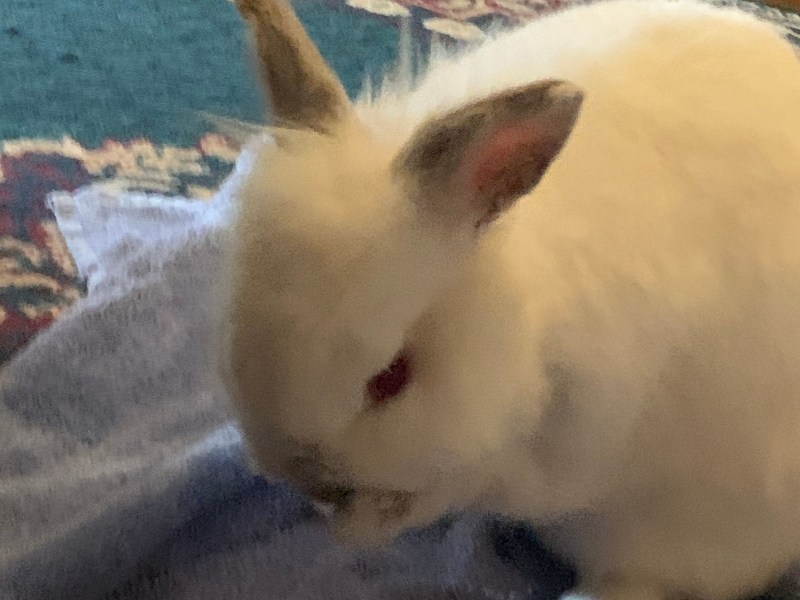 Litter sitter/Petsitter