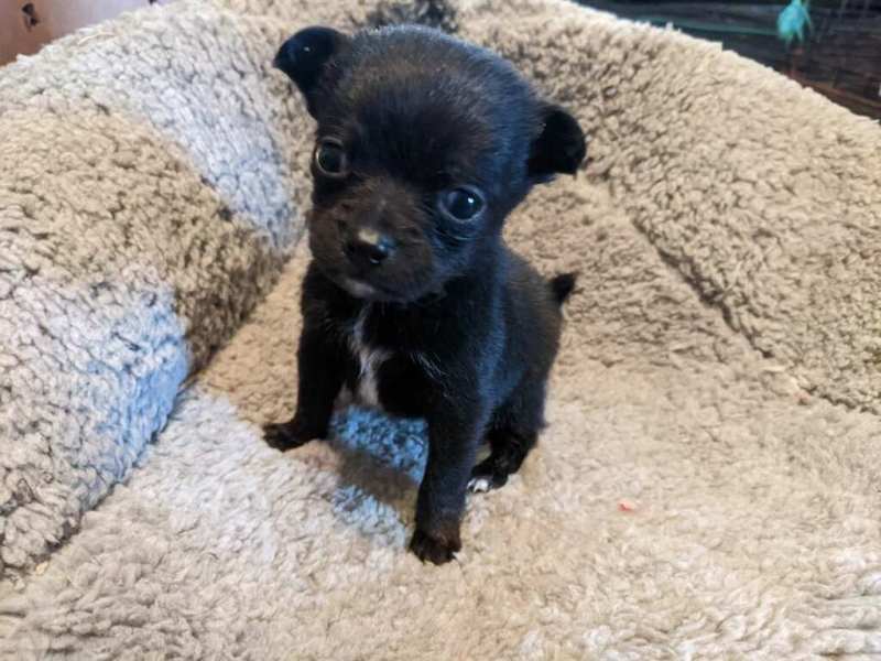 Litter sitter/Petsitter